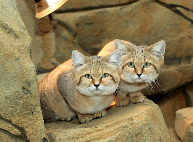 Sand Cats - Gatos de las arenas