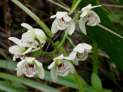 Orquídea do Cerrado