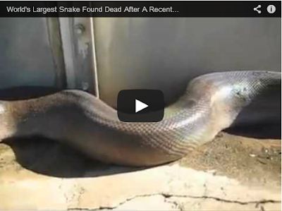 World's Largest Snake Found Dead After A Recent Flood