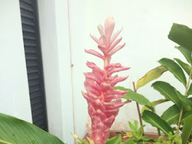 Alpinia purpurata 'Rosea'