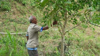 Pahlawan Sesungguhnya Pelestari Hutan Mbah Sudiman