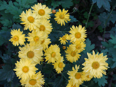 India Garden: A Bouquet of Chrysanthemums