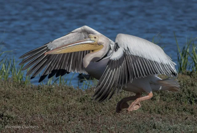 Great White Pelican taking flight - Woodbridge Island, Cape Town