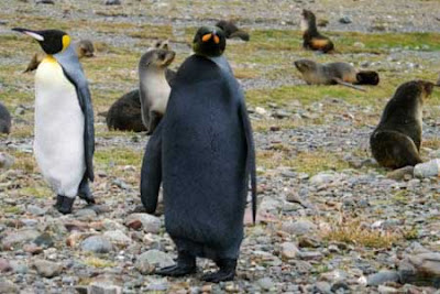 Penguin Melanistic