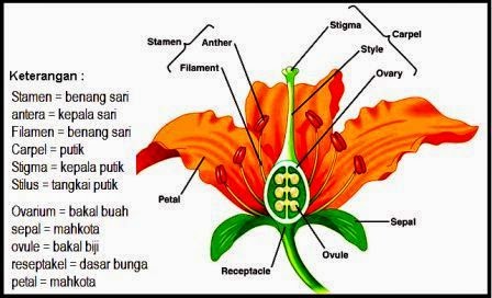 Bunga : Bagian-Bagian Bunga dan Fungsinya  