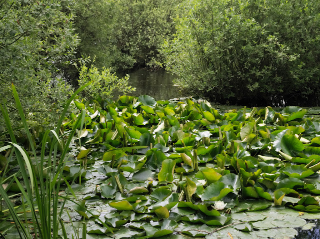 Water lilies in inlet off Dickerson's Pit