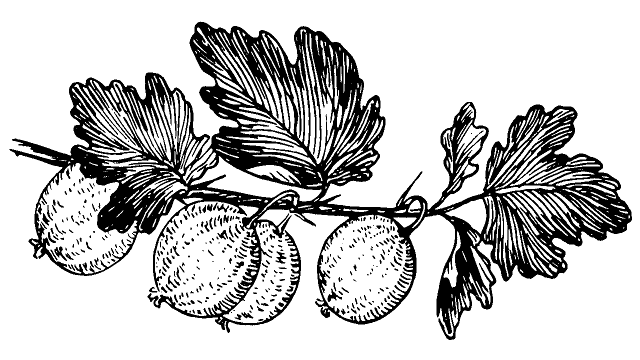 gooseberry coloring pages
