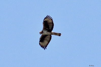 "A big raptor soaring in the sky is the Bonelli's Eagle (Aquila fasciata). It is distinguished by its dark plumage, robust body, and striking white patterns on the wings and tail. Capturing the spirit of this beautiful bird of prey in flight with outstanding aerial prowess."