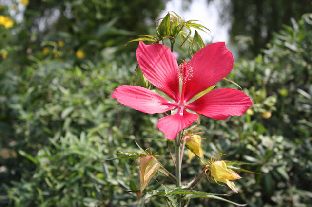 Scarlet Rosemallow Flowers Pictures