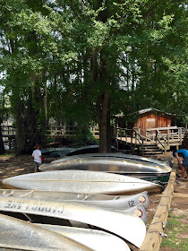Les canoes de Caddo lake, alignés au bord du lac, prêts pour la balade.