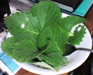 A bowl of weed - Oregano leaves Herbal Medicine