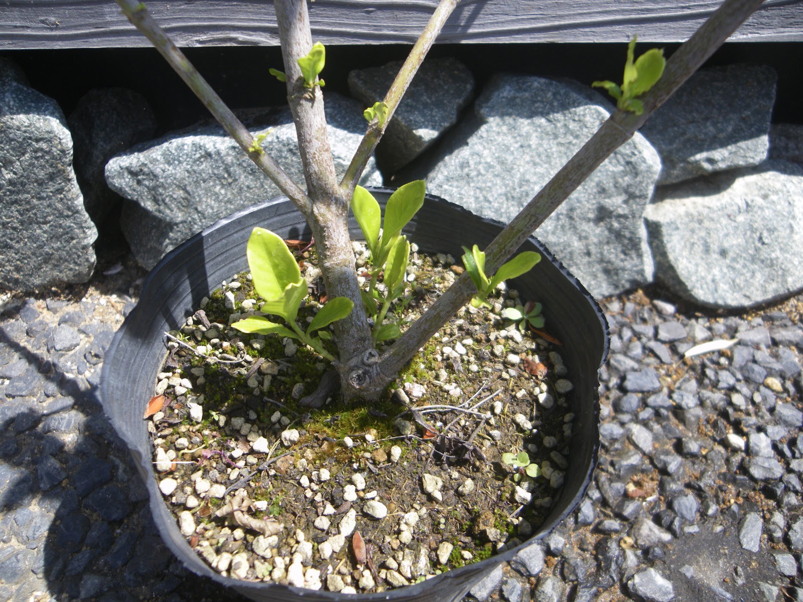 クチナシ ガーデニア の育て方 鉢植えで白い花を楽しむ メダカの大工