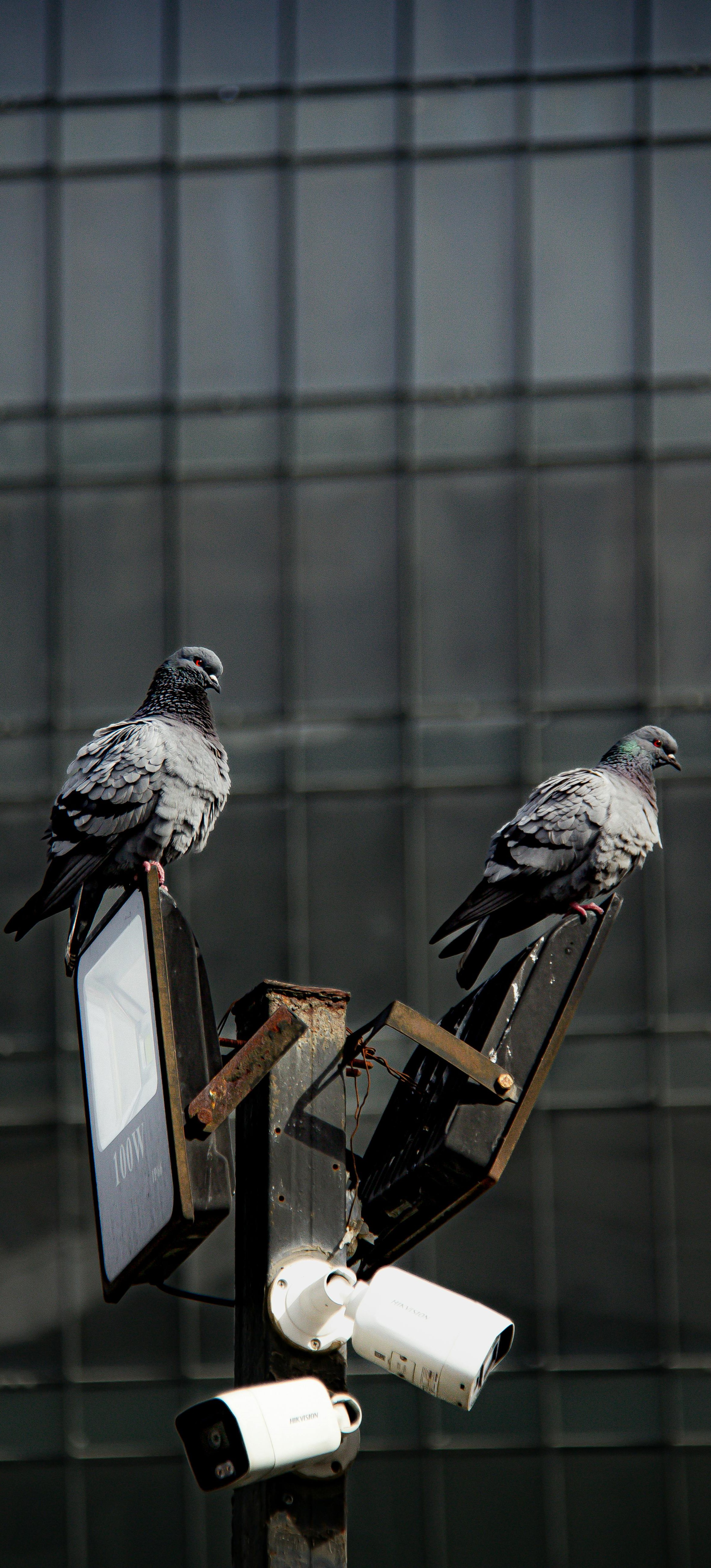 Pigeons find rest on street lights.
