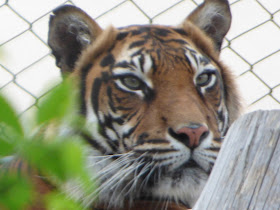 Sumatran tiger at ZSL London Zoo