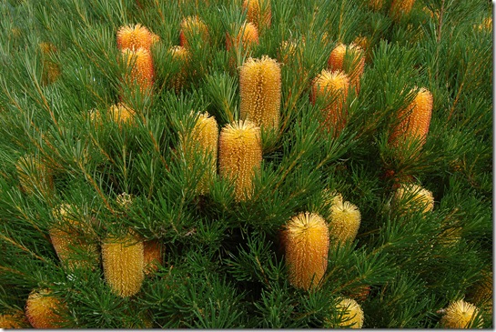 banksia @ Deakin