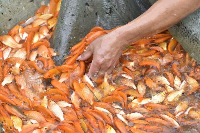Vựa cá chép đỏ <a href=