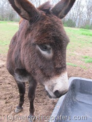 donkey