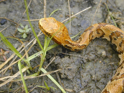 water moccasin