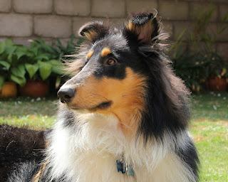 A dog from collie breed, cute dog pictures, cute puppy pictures