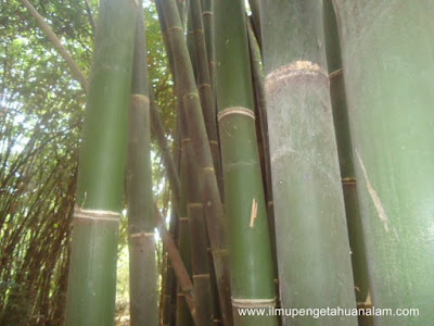 Bambu Wulung