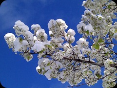4-29-2011 spring snow (4)
