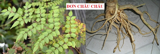 CÂY RAU LÀM THUỐC - ĐƠN CHÂU CHẤU - Aralia armata