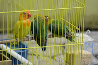 www.lensalovebird.com