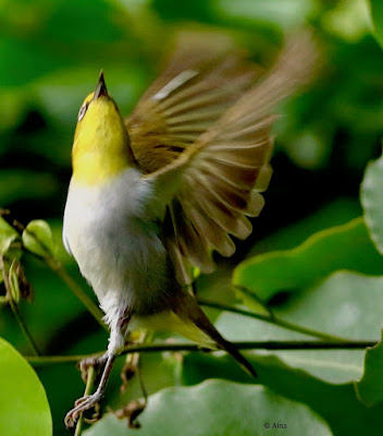 Indian White-eye