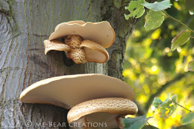 photography, nature, autumn, fall, mushroom, shelf fungus, srl, dsrl, pentax, ist.dl, fotografie, natuur, herfst, najaar, paddenstoel, elfenbankje