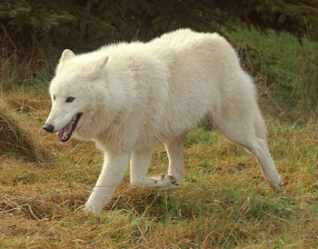 Arctic Wolf pictures and life in nature