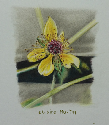 british wildlife artist flower in coloured pencils