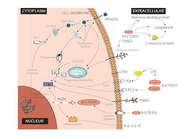 Receptors Of The Innate Immune System