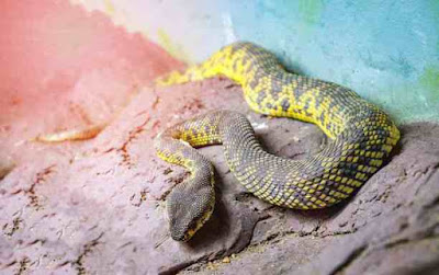 दुनिया के 10 सबसे जहरीले सांप | 10 Most Poisonous Snake In The World