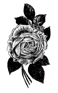 rose flower image illustration transfer digital drawing artwork