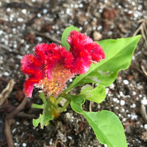 celosia