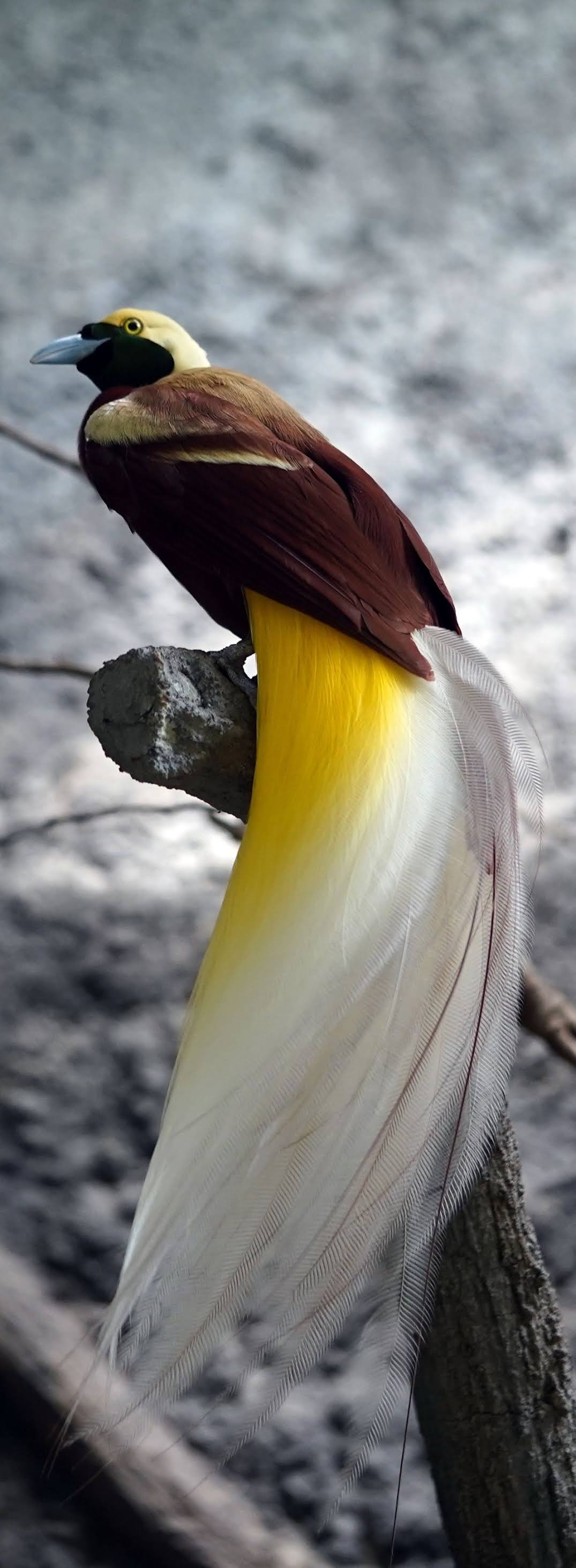 Beautiful bird of paradise.