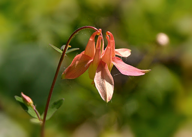 A single Columbine flower with classic form: the flower is pendant, so the top is the 'base' where it attaches to the stem, this part is marked by hooked spurs pointing to the centre; below that are flaring sepals and below that a skirt of  petals. In this case all outer parts are pale coral orange with the inner skirt creamy yellow. Background is sunny blurred green.