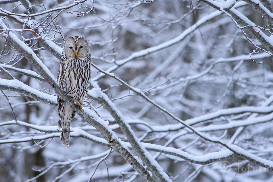 Händkakk, Strix uralensis, Ural Owl, Wood, kakk, öökull