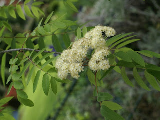 Sorbus pohuashanensis