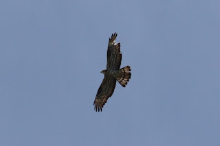 Adult Honey Buzzard