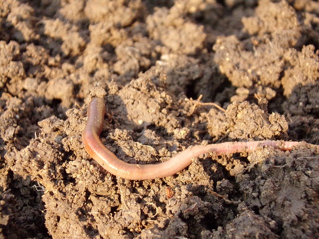 Los gusanos de tierra pueden vivir naturalmente en suelo marciano