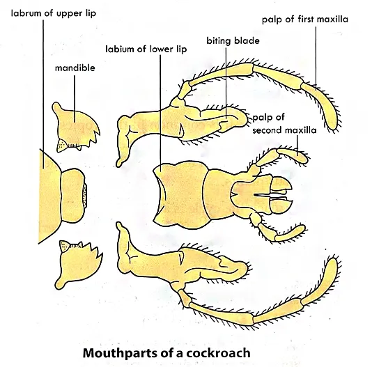 Structure of Mouthparts of a Cockroach
