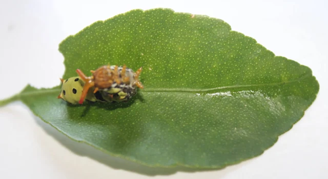 Metamorfosis Kupu Papilio Demoleus 