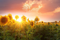 Sunflowers - Photo by Timothy Eberly on Unsplash