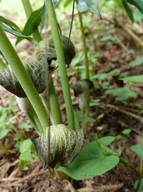 Arisaema urashima