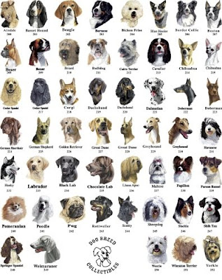 popular dog breeds draft