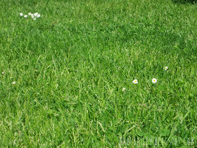 Green lawn at Kits Beach in Vancouver
