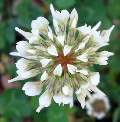 Fresh Flowers White Clover