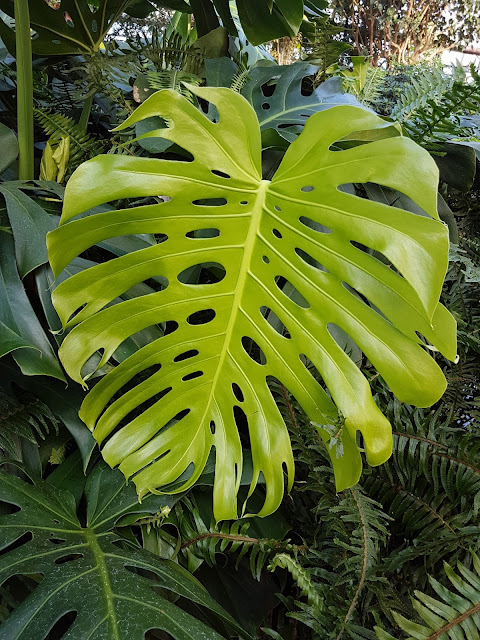 monstera leaf