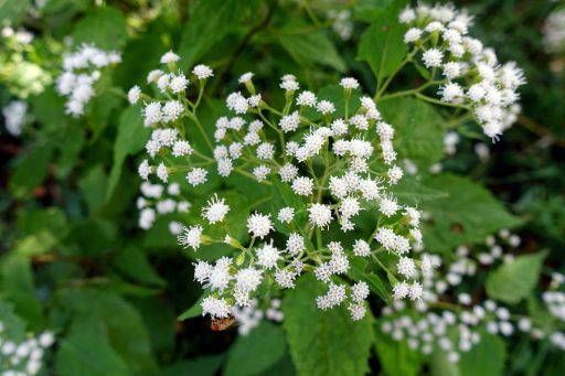 Ageratina altissma